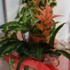 Plantas 11 -floristeria azahar 33